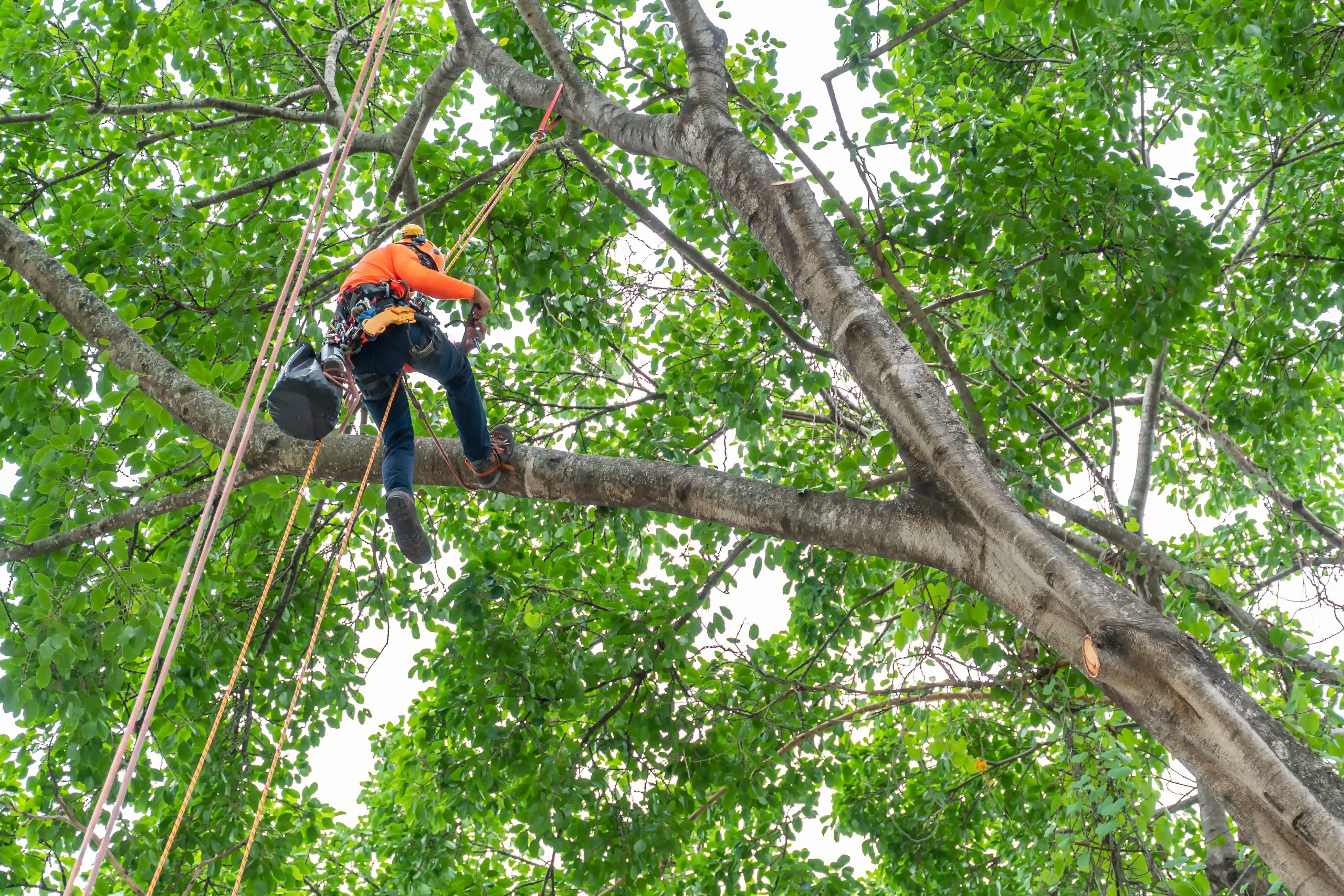 Arborist and Tree Care Company Insurance