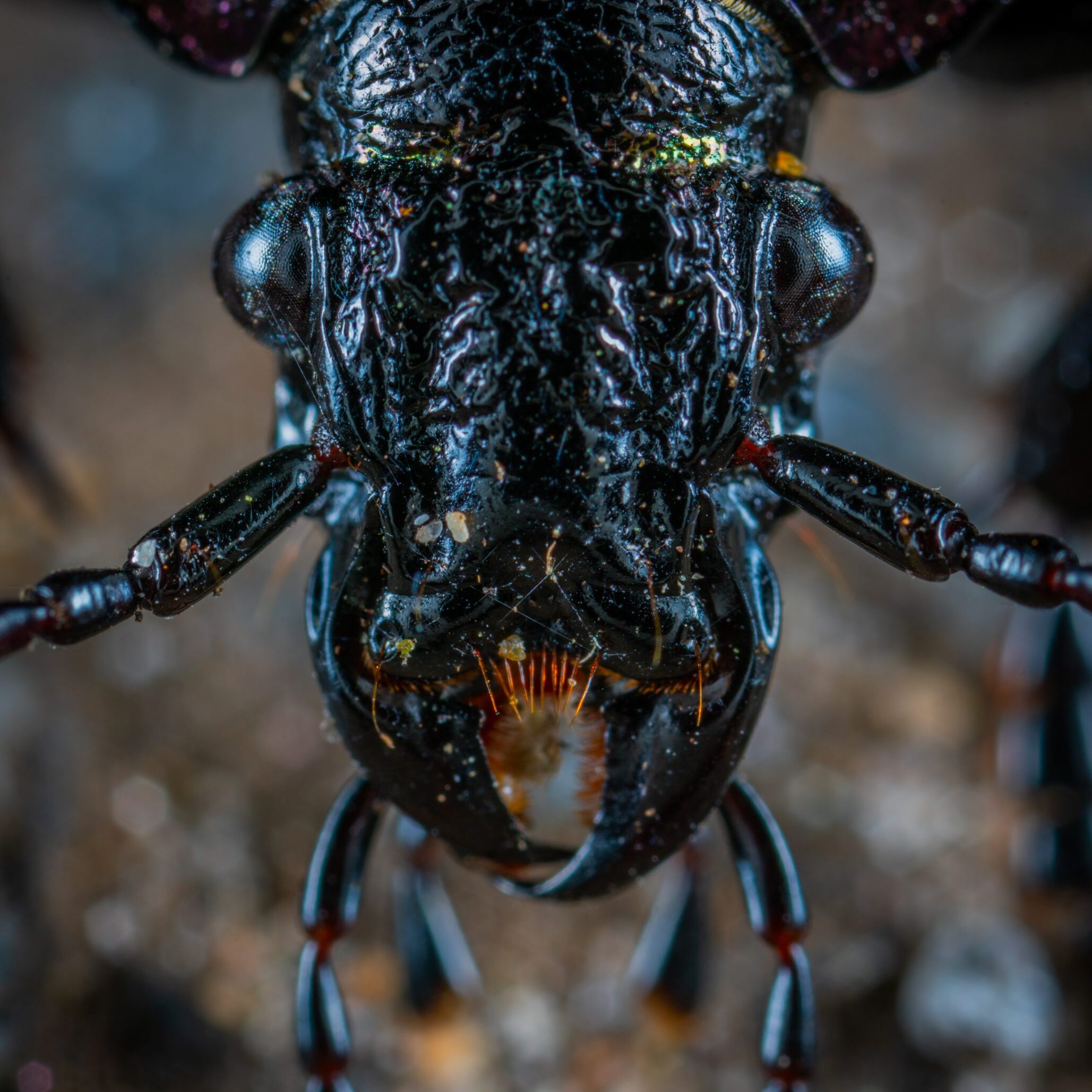 pexels-egor-kamelev-1082969 Find Affordable pest control insurance.