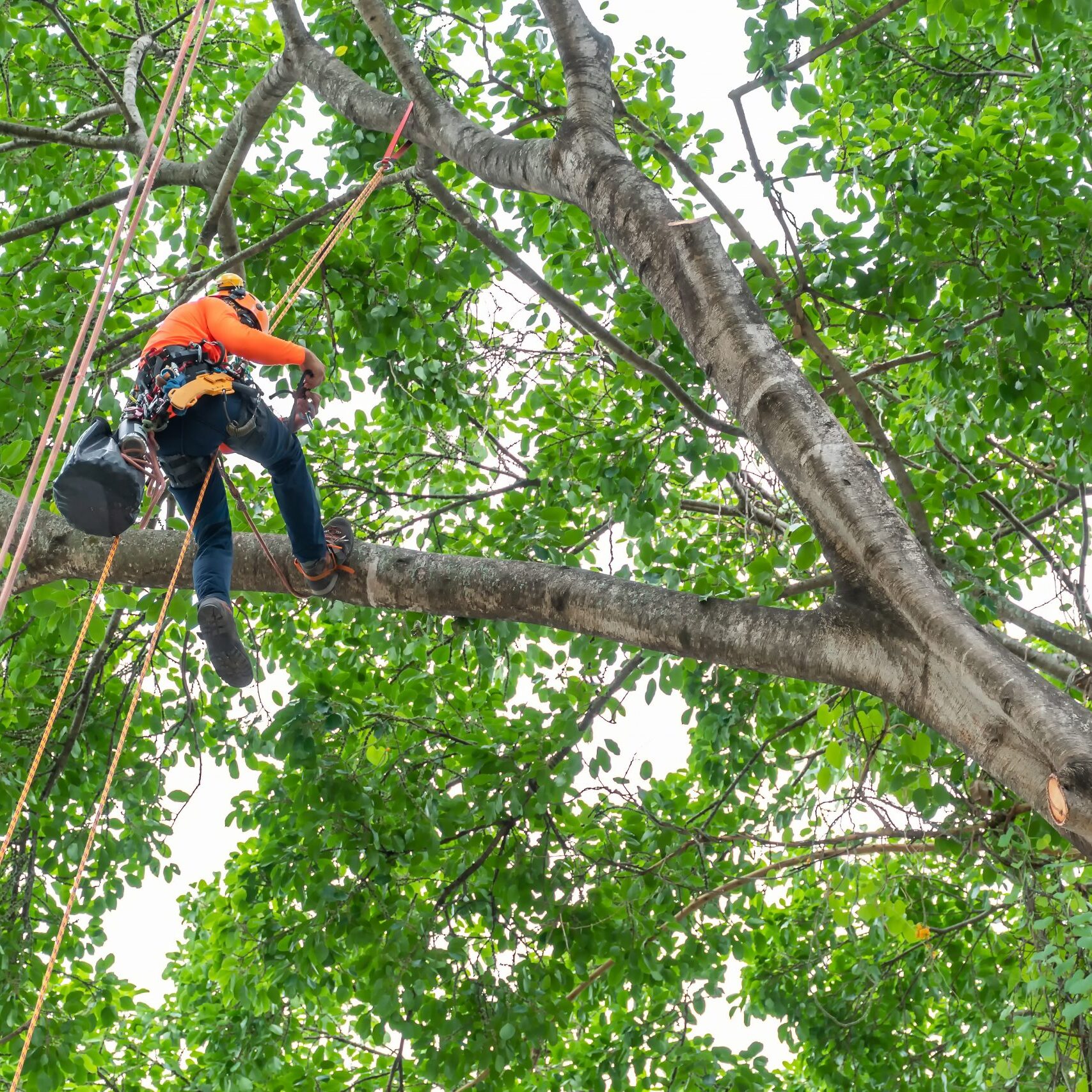 The,Worker,On,Giant,Tree