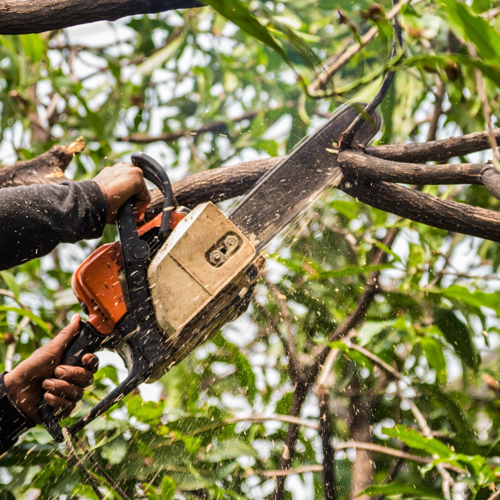 Lumberjack,In,A,Black,Shirt,Sawing,A,Chainsaw,On,Mango